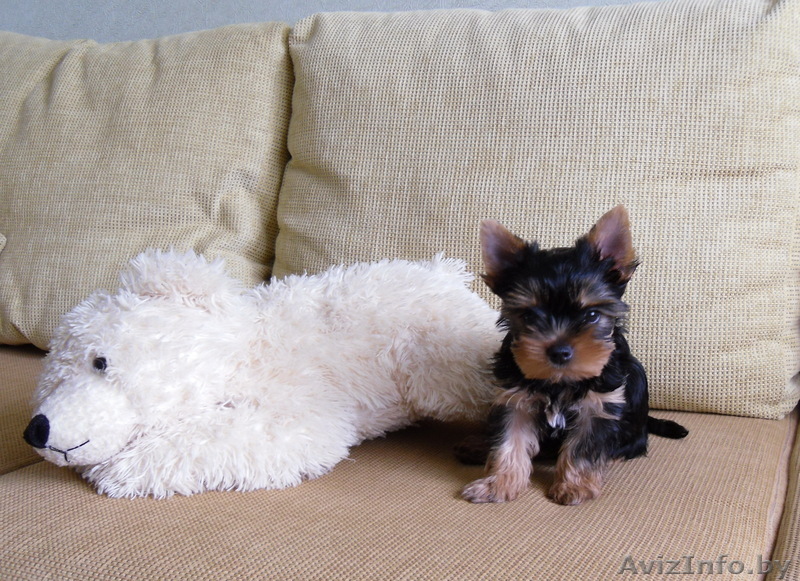 щенки йоркширского терьера мальчишки - Изображение #1, Объявление #372309