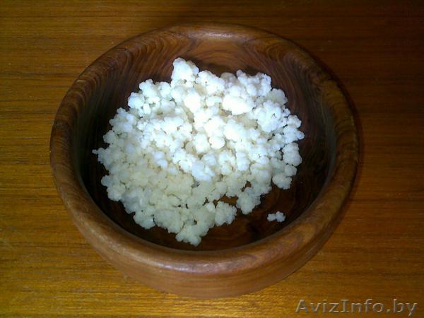 Тибетский молочный (кефирный) гриб - Изображение #1, Объявление #370434