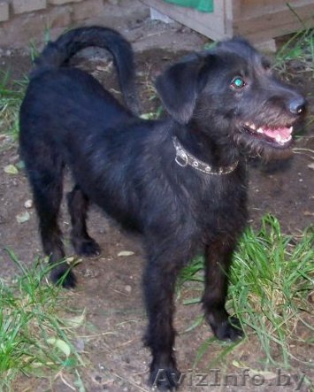 Жужик - щенок в дар!!! - Изображение #1, Объявление #389398