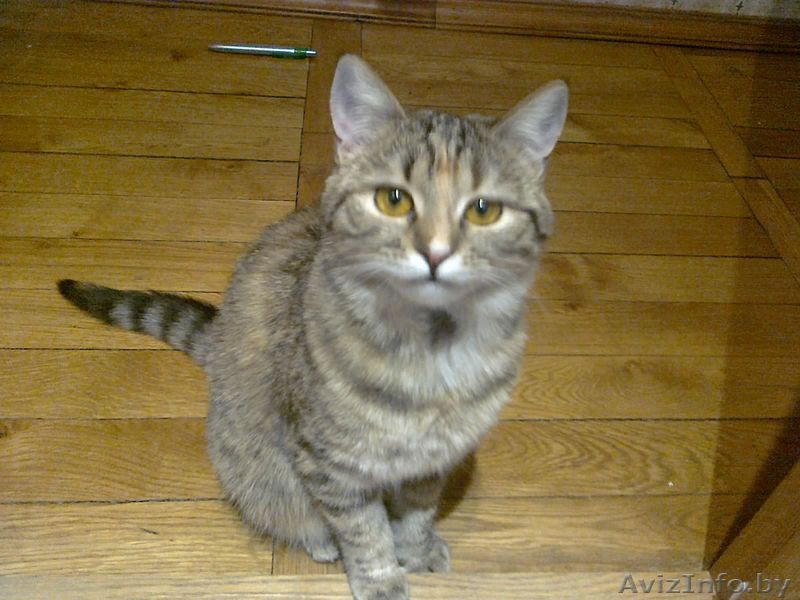 Потерялась кошка - Изображение #1, Объявление #423364