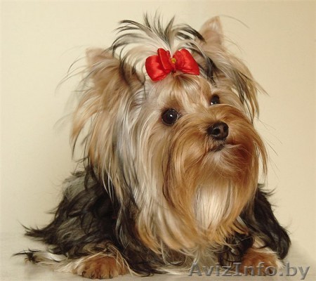 окажу помощь,животные - Изображение #1, Объявление #406858