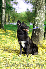 Комнатная собачка-компаньн в добрые руки! - Изображение #1, Объявление #400942