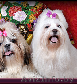 стрижка ши-тцу,йорков, мальтийских болонок  - Изображение #1, Объявление #412271