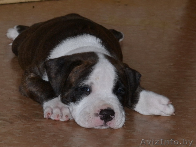 Американский стаффордширский терьер щенки - Изображение #1, Объявление #417132