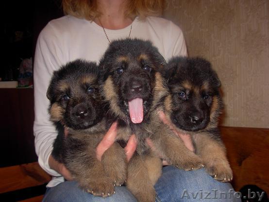 продам щенков немецкой овчарки (породные) - Изображение #1, Объявление #402256