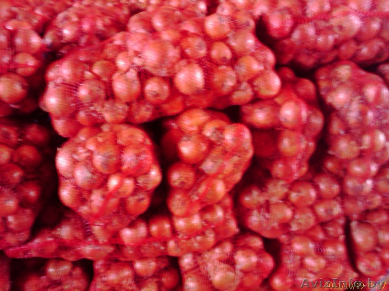 Продам Лук репчатый оптом - Изображение #1, Объявление #415575