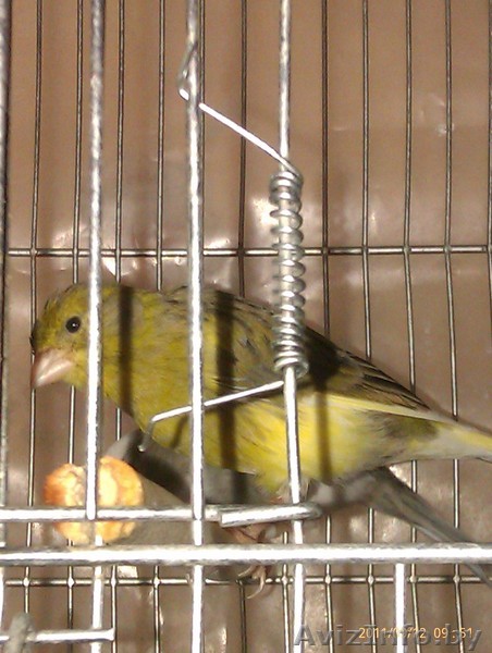 продажа канарейки - Изображение #1, Объявление #401334