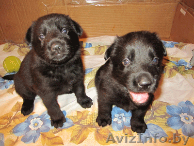 Щенки немецкой овчарки. - Изображение #1, Объявление #417083