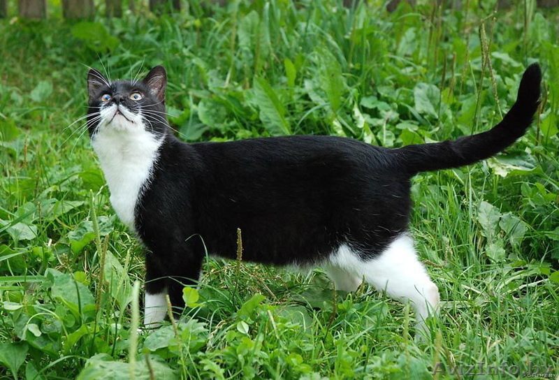 Кот в сапогах ищет заботливого хозяина. - Изображение #1, Объявление #422132