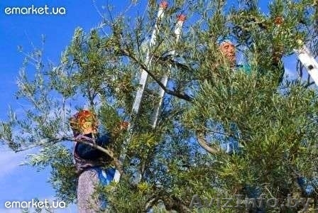 Нужны рабочие в Россию  и Италию - Изображение #1, Объявление #409596