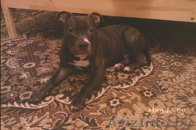 Амстафф, 8 мес. В дар. - Изображение #1, Объявление #424610