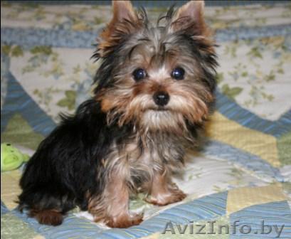 Йоркширский терьер щенки для свободного - Изображение #1, Объявление #413926