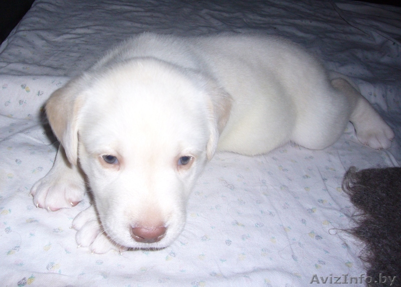 Щенки Лабрадора (с родословной) !! - Изображение #1, Объявление #451382