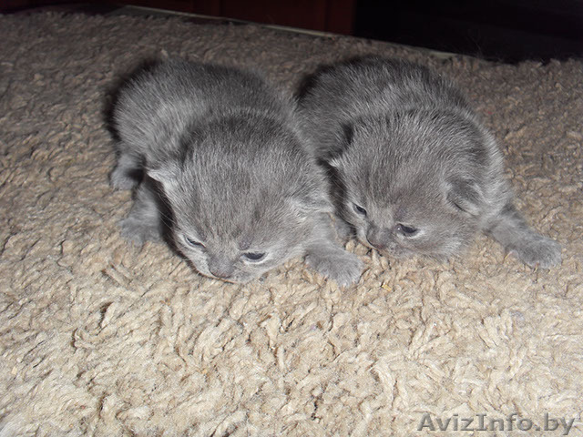 Британские котята голубого окраса продаются - Изображение #1, Объявление #430229