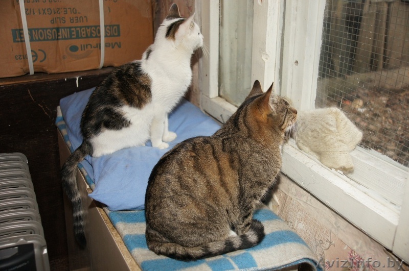 Подарите им дом! - Изображение #1, Объявление #445082