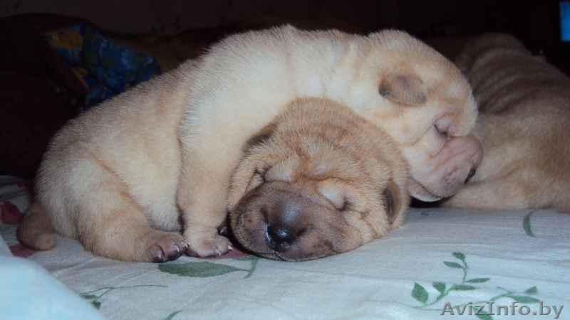 щенки шарпея !!!!!!!!! - Изображение #1, Объявление #444544