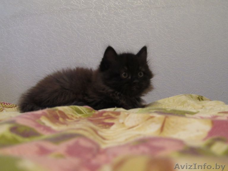 Коричневый Котенок в дар - Изображение #1, Объявление #440250