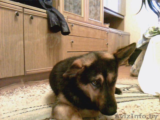 отдам в дар чудесную собаку - Изображение #1, Объявление #447511