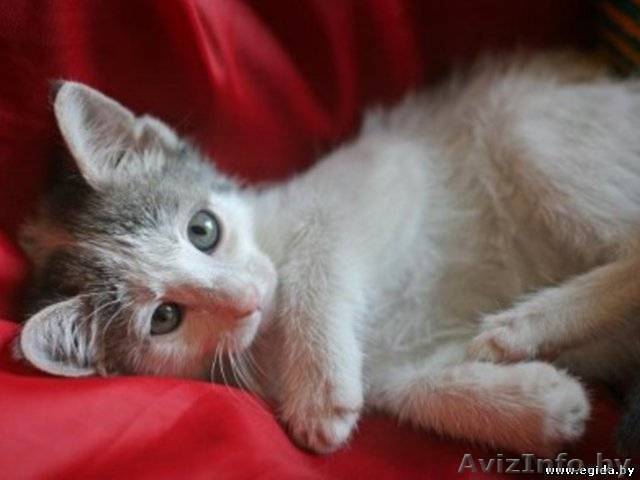 Очаровательная девочка бело-дымчатого окраса в дар! - Изображение #1, Объявление #425601