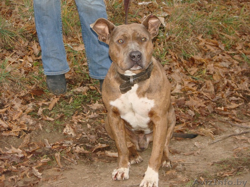 Кобель пит-бультерььера в ответственные руки - Изображение #1, Объявление #442371