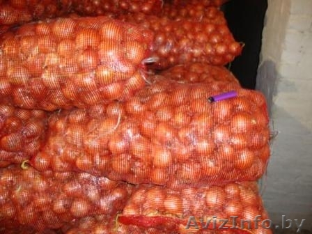 Лук репчатый «Ростовский»  калибр  от 4 до 7 см - Изображение #1, Объявление #452618