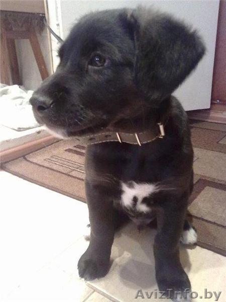 Двухмесячный щенок в дар! - Изображение #1, Объявление #447550