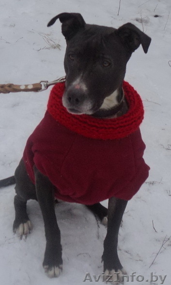 в дар питбуль. сука. 3 года - Изображение #1, Объявление #481673