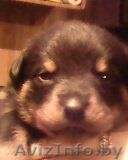 Продам щенков! ротвейлера! - Изображение #1, Объявление #473085