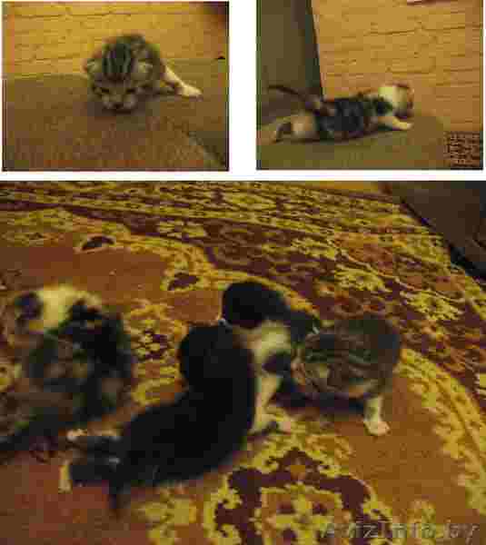 отдам в хорошие руки котят - Изображение #1, Объявление #156023