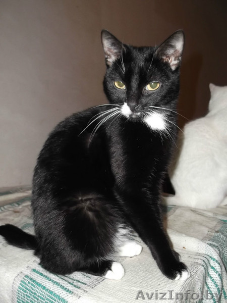 Красивая молодая кошка в дар! - Изображение #1, Объявление #504121