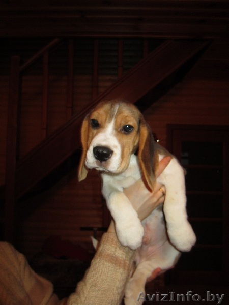 Щенок Бигля в хорошие руки - Изображение #1, Объявление #484263