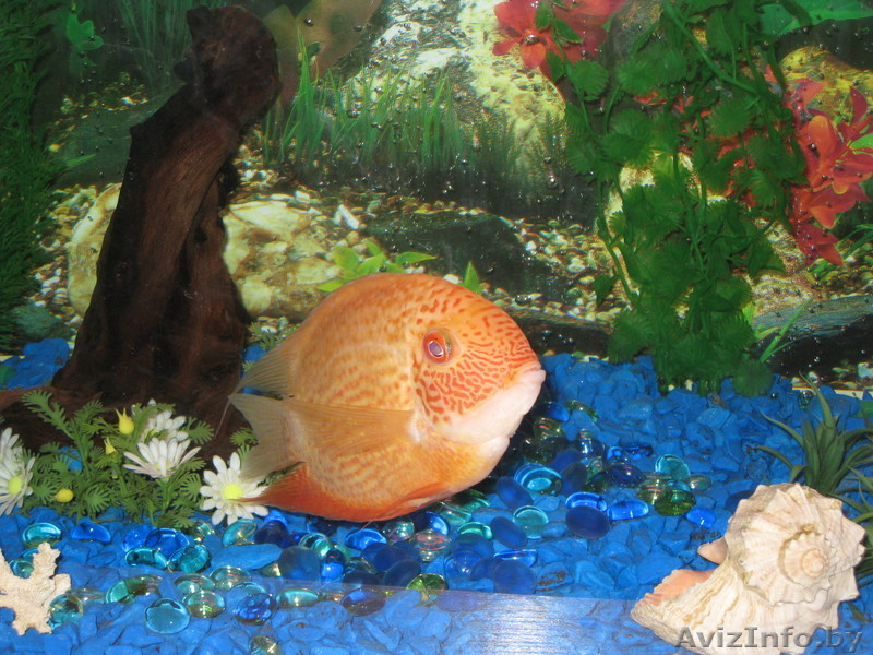 Рыбный и водный мир - Изображение #1, Объявление #497816