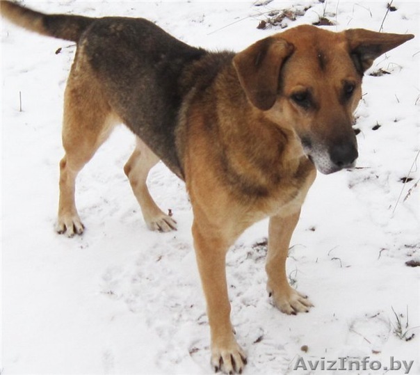 Собачка в частный дом! мальчик, два года, не на привязь. - Изображение #1, Объявление #491792