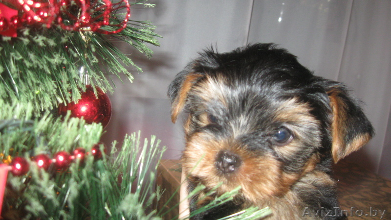 классные щеночки-йорки - Изображение #1, Объявление #486949