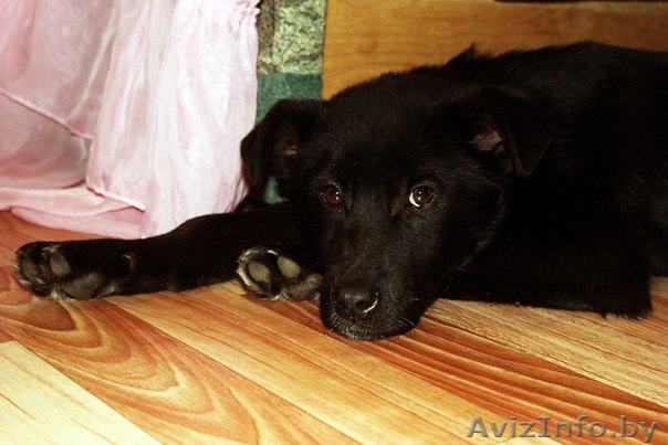 В дар! Щенок 3 месяца, девочка, ищет любящего хозяина! - Изображение #1, Объявление #514584