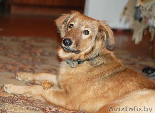 Щенок-подросток в дар - Изображение #1, Объявление #487086