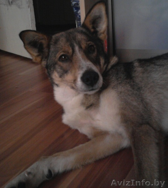 Метис лайки в хорошие руки - Изображение #1, Объявление #487010