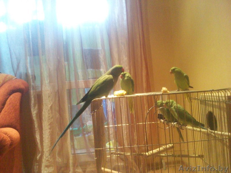 Ожереловый попугай Крамера  - Изображение #1, Объявление #552090