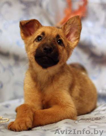 Золотисто-рыжая малышка в заботливые руки! - Изображение #1, Объявление #532401