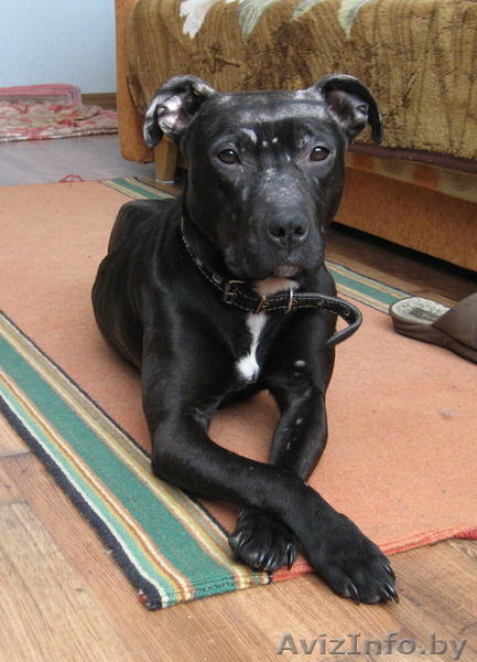 девочка питбуля 2 летв  дар  - Изображение #1, Объявление #537075