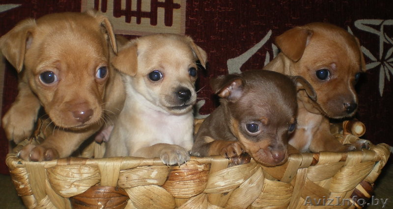 продажа той-терьеров.  - Изображение #1, Объявление #533286