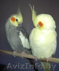 Карелла птенцы   - Изображение #1, Объявление #530182