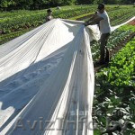 Спанбонд пр-ва РБ  - Изображение #1, Объявление #559653