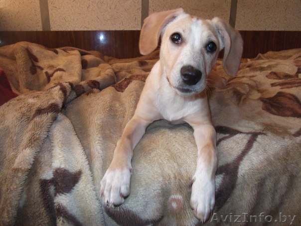 Отдам в дар щеночка - Изображение #1, Объявление #557436