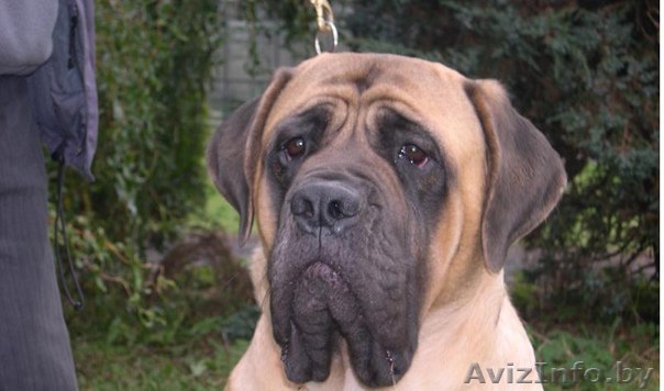 Девочка Американский Мастиф  в дар - Изображение #1, Объявление #554627