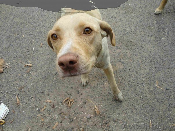 ПРОПАЛА СОБАКА!!! - Изображение #1, Объявление #553984