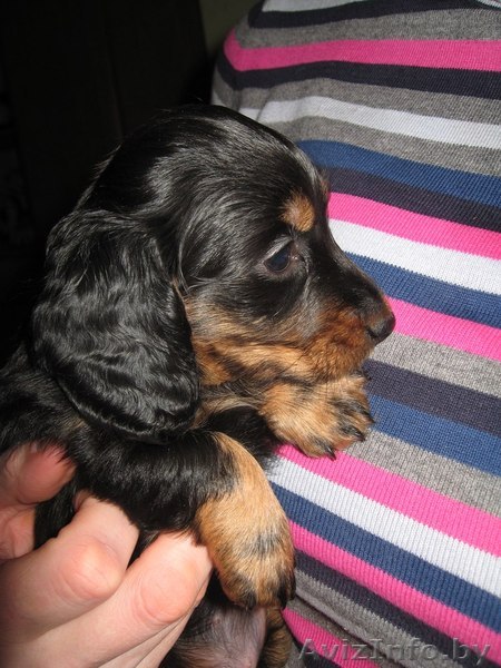 Щенки карликовой длинношерстной таксы - Изображение #1, Объявление #540179