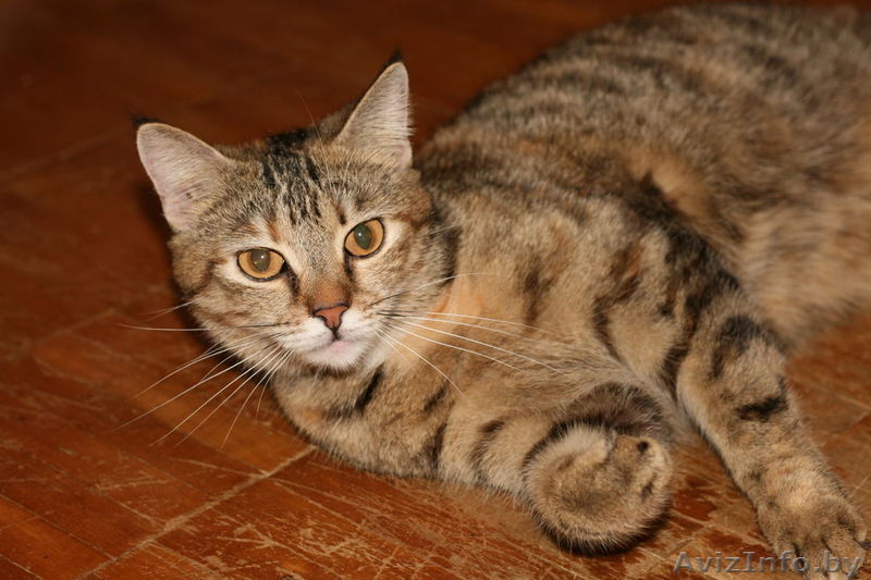 Василиса-красавица - Изображение #1, Объявление #567950