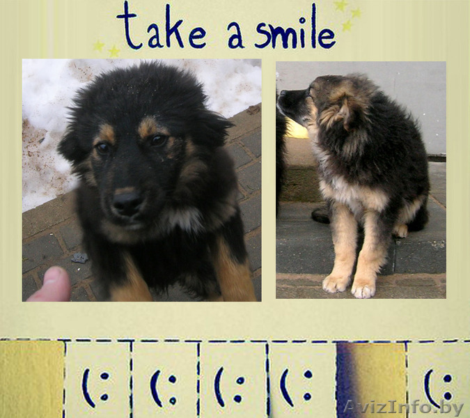 Два очаровательных щенка в дар! девочка и мальчик - Изображение #1, Объявление #577963