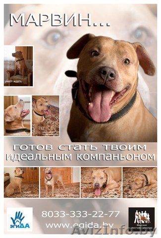 Американский стаффордшир терьер в добрые руки - Изображение #1, Объявление #579811